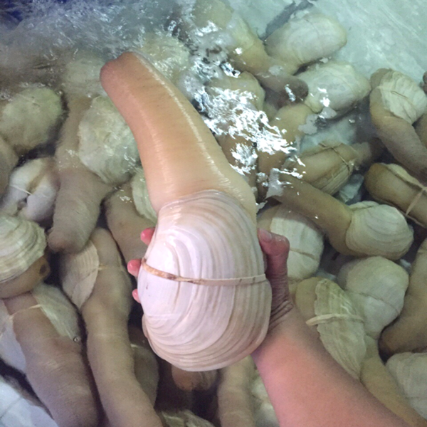Ngao,sò,ốc